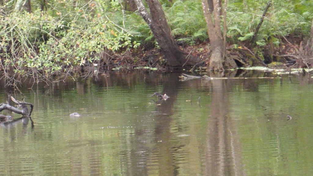 Otter