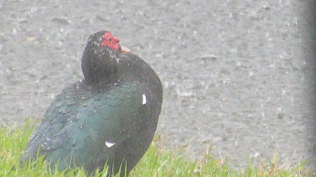 Male muscovy duck, huddled in the storm against the storm.