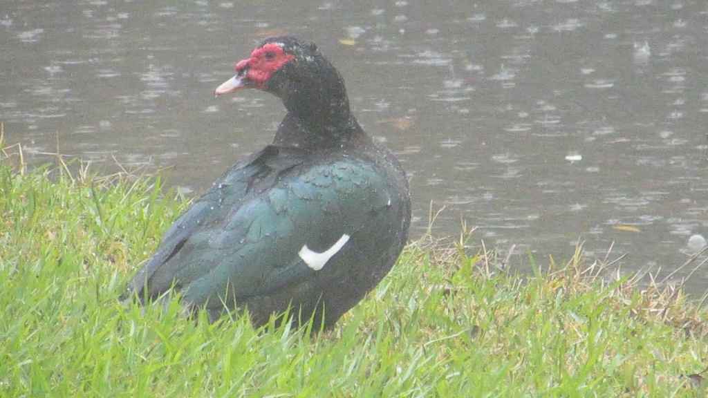 Muscovy standing in the rain, mid-groom.