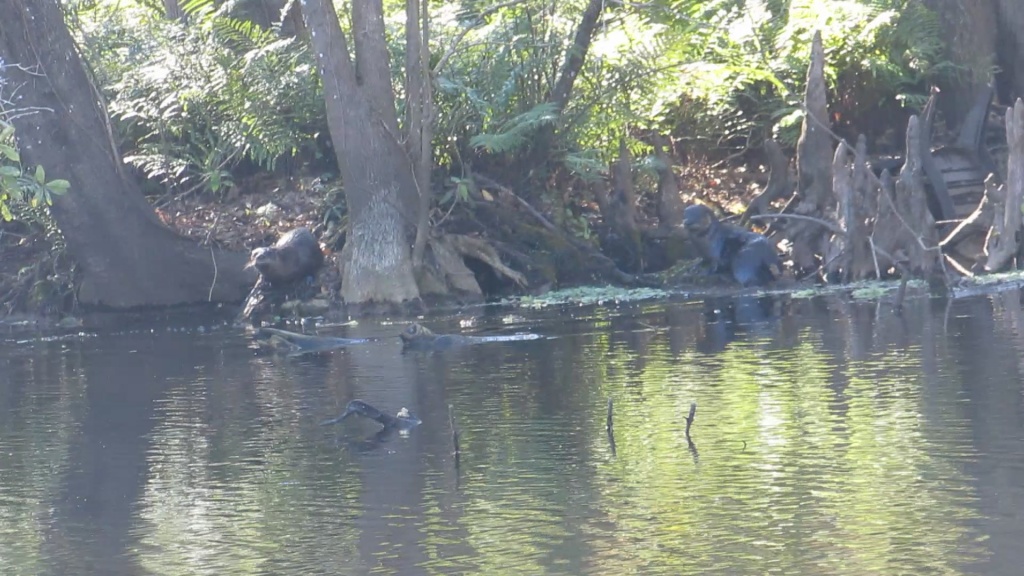 Otters on the bank
