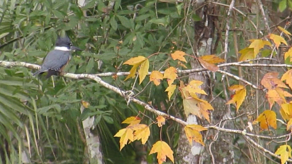 This bird is probably more blue than it appears here.