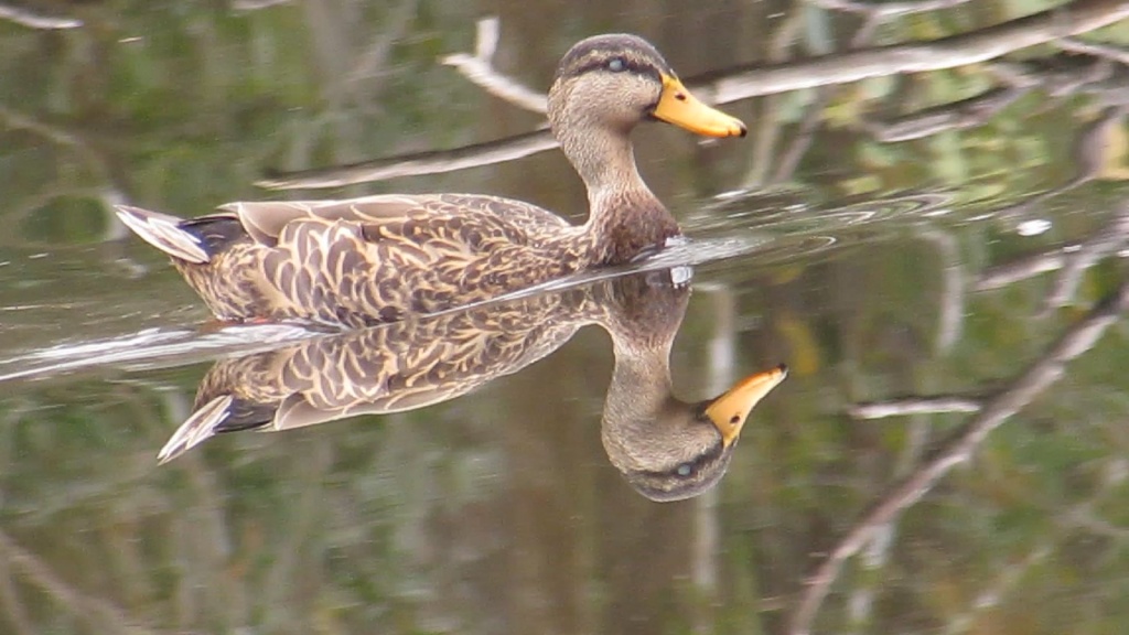 Female mallard duck The other mallard couple has an all white female.