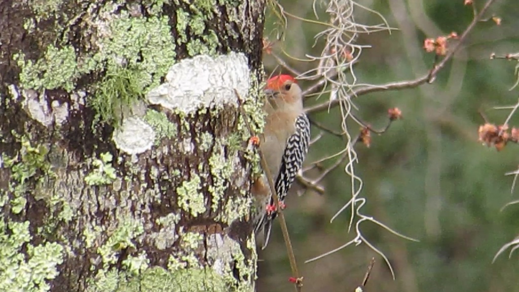 Red-bellied Woodpeckers