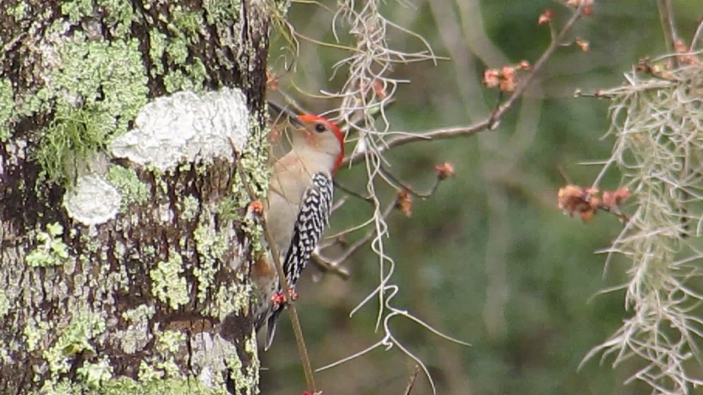 Red-bellied Woodpeckers