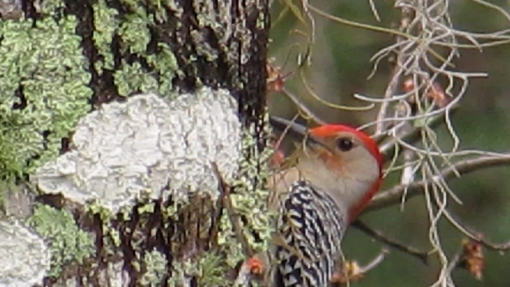 Red-bellied Woodpeckers