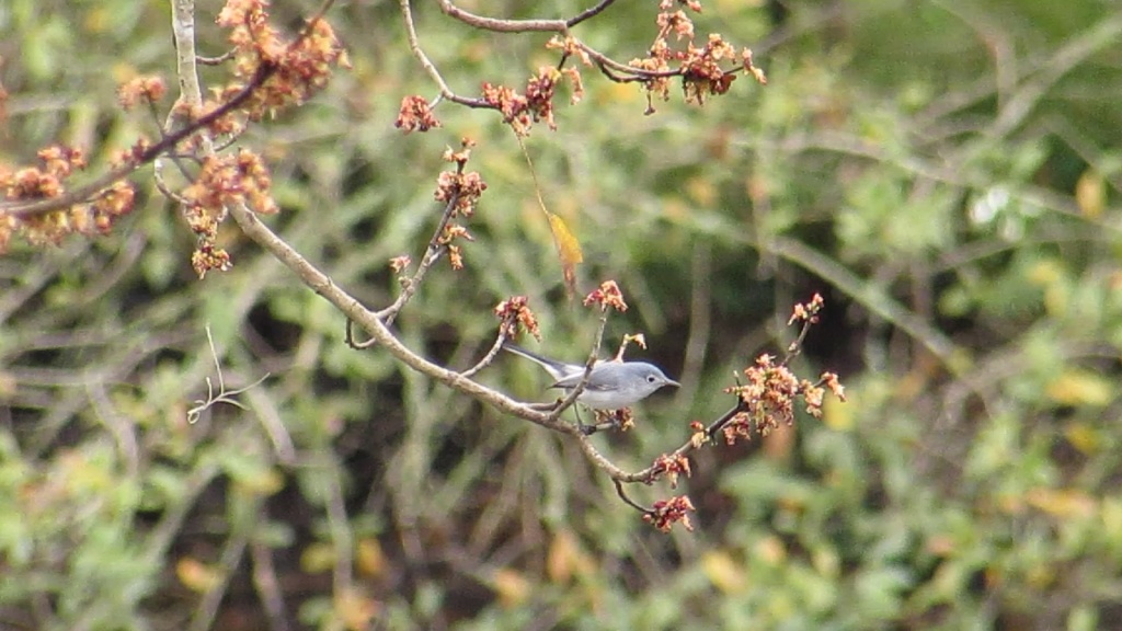 Blue-gray gnatcatcher