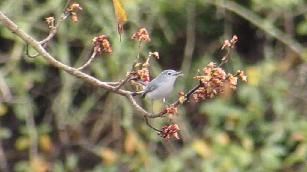 Blue-gray gnatcatcher