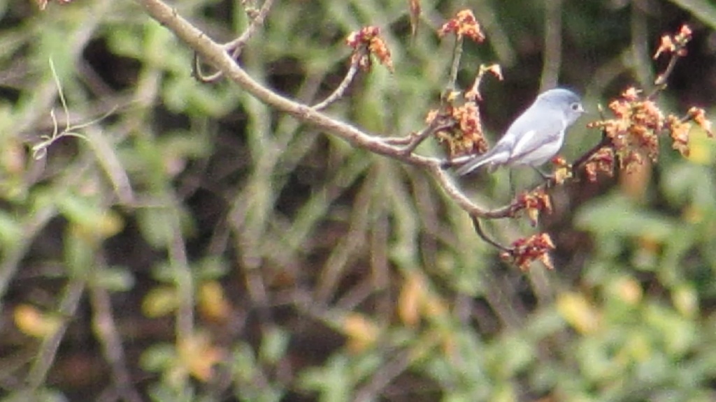 Blue-gray gnatcatcher