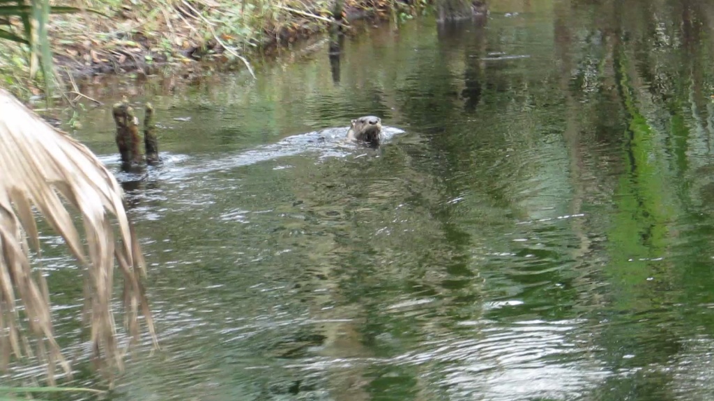 The first otter captured on camera. He was just as curious as the next. 