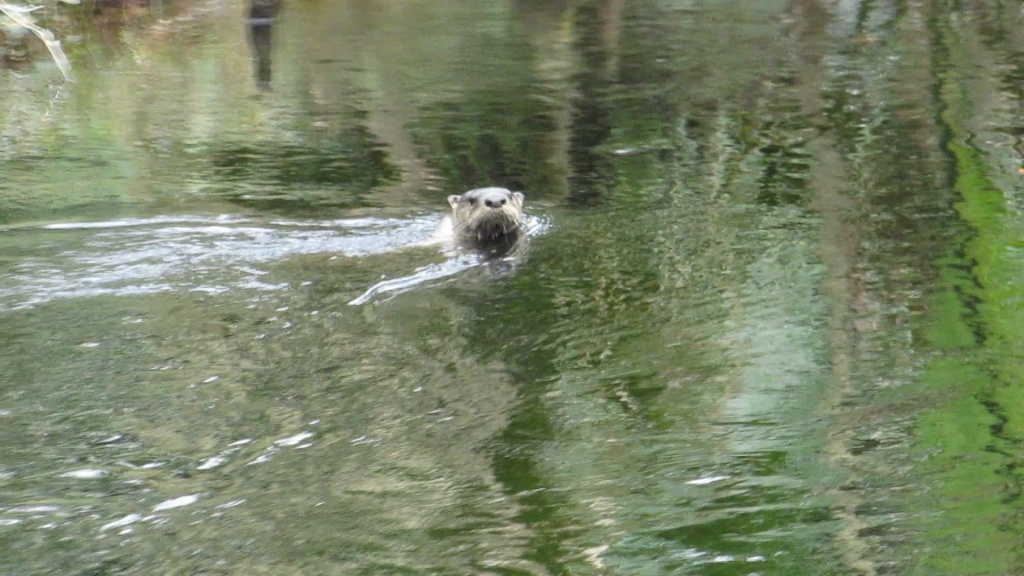 Otter1 notices us