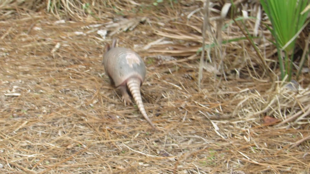 Armadillo leaves the party.