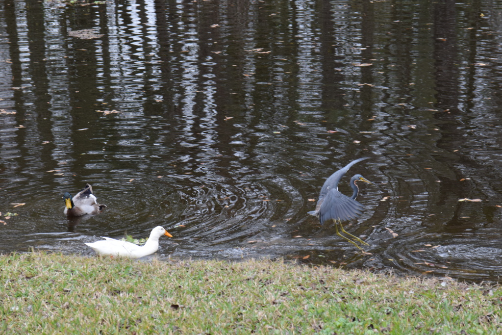 Mallard chases off a tricolored heron (who was in cahoots with the hated grebe - this according to the mallards.