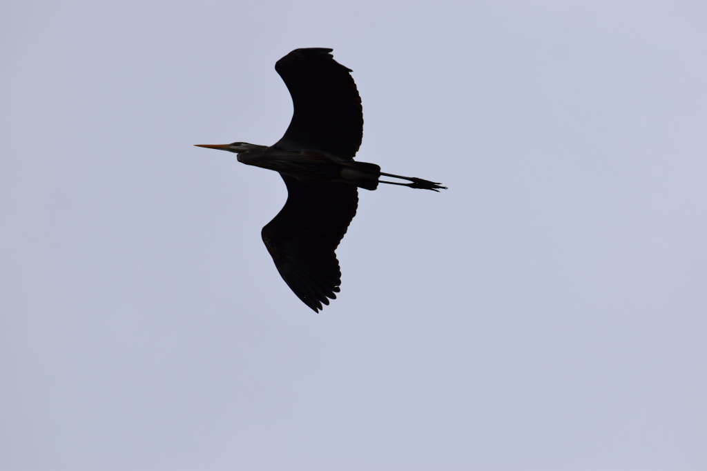 A snakebird flies overhead.
