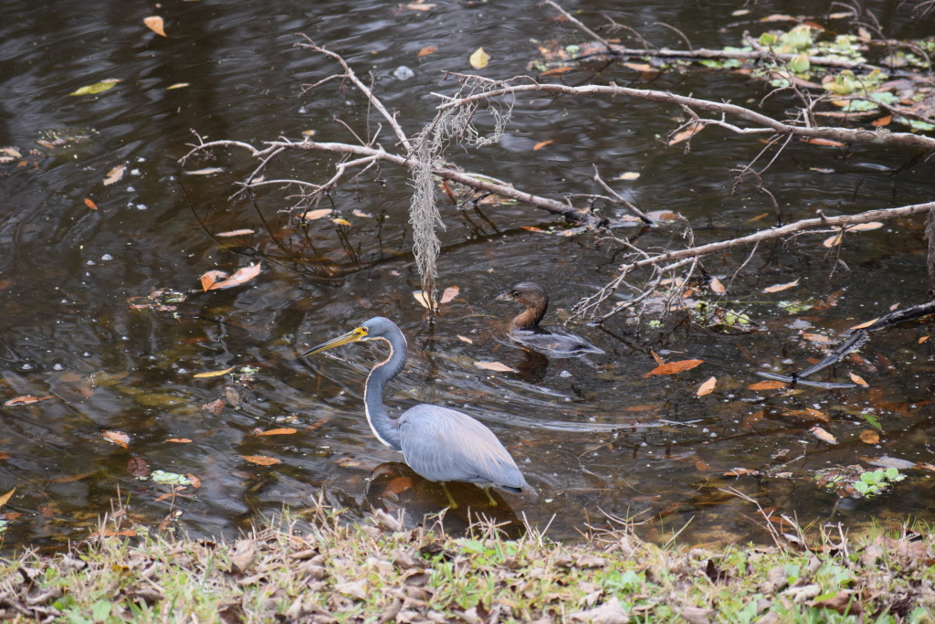 Partnering today again, the tricolored and the grebe take a break to enjoy the good life!