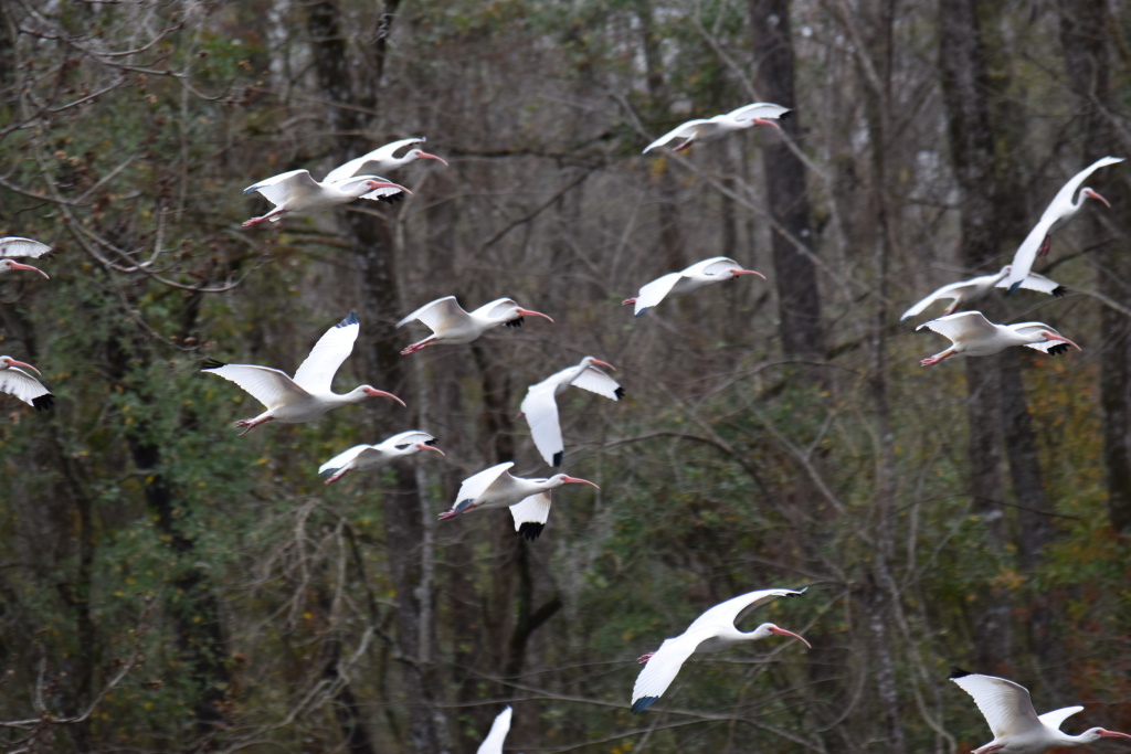 Ibises in flight. I really like these birds, even though they are so common place. Their cooperative and coordinated behavior is highly entertaining.