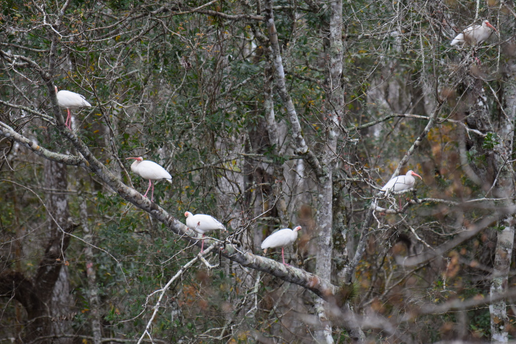V shaped ibises. I like the composition - not much the quality of the image. 