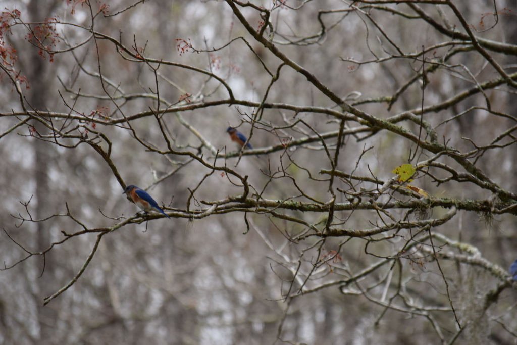 Eastern bluebirds in a tree.