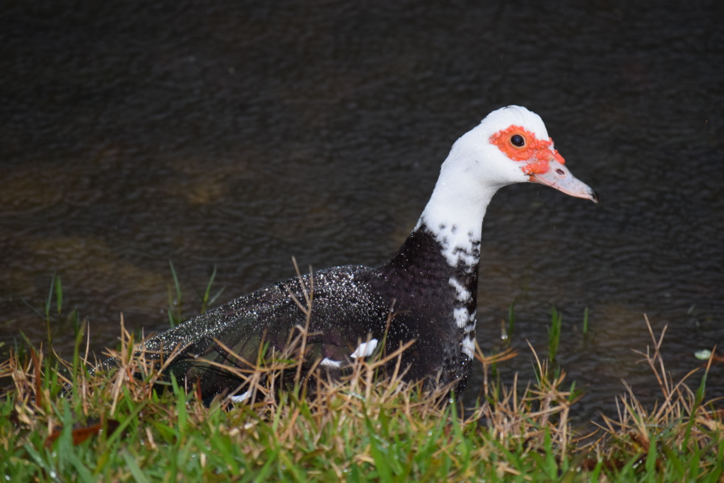 Delicious looking water off a duck's back. As I walked out into the rain, I stumbled upon her . She didn't leave but just gave me this look.