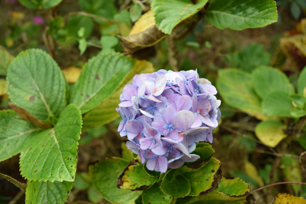 DSC_1507
