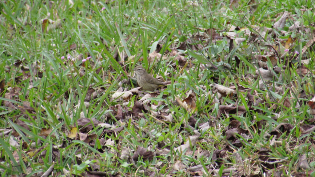 This cannot be the eastern phoebe. The field marks (as I believe they're called) are not consistent with that dark-headed bird.