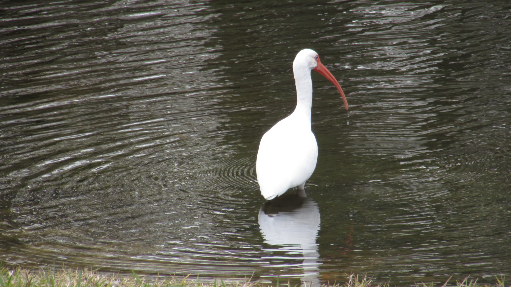 Ibis, just wading away, trying not to be distracted by the nearby grebe.