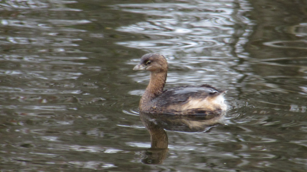 Waiting teasingly just out of reach of the large wading birds.