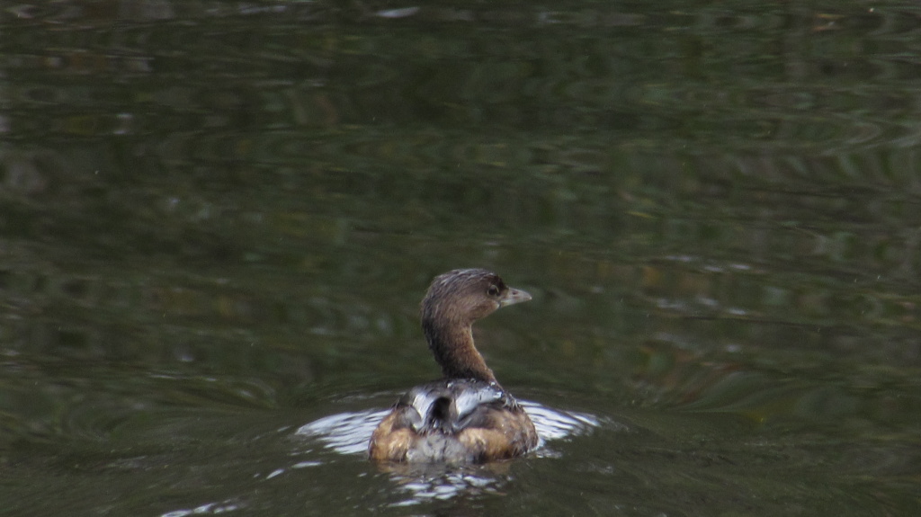 Grebe from another angle.