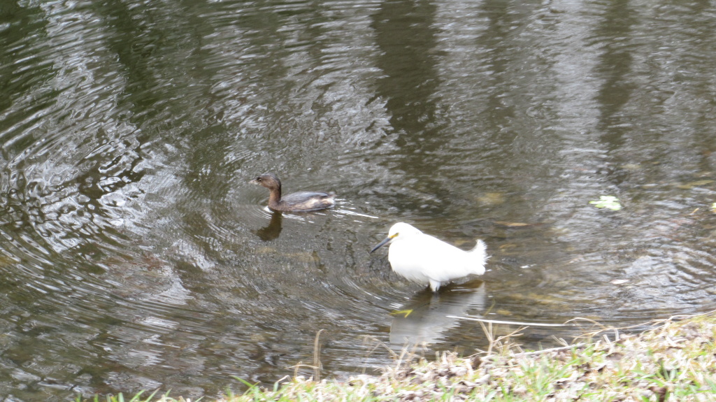At this point, the egret has given up resisting and actually appears to wait for the grebe when it does one of its dives.