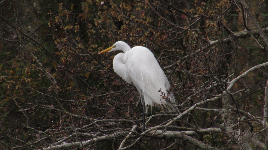 The great white heron surveys her kingdom. She looks dressed formally, doesn't she?