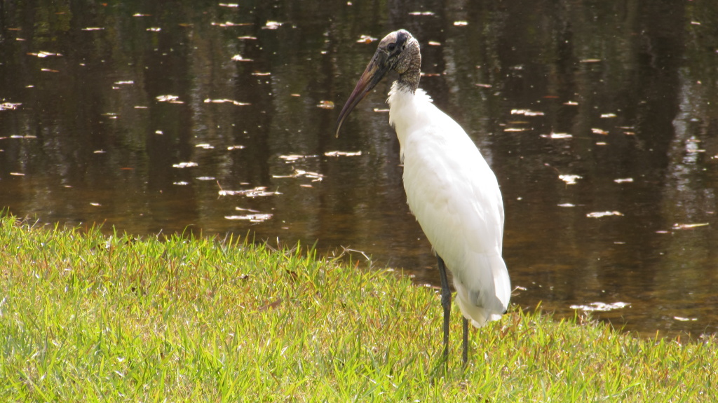 The return of the elegant, formal wood stork. The last one that appeared had more visible black under-feathers, so this guy might be different.