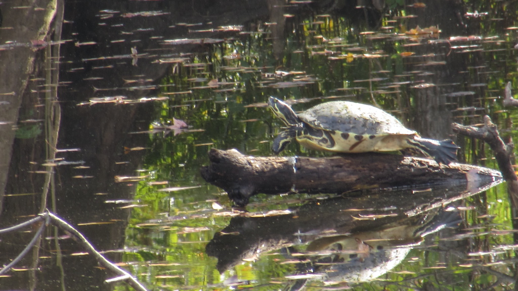 Turtle on a log, out in the water.