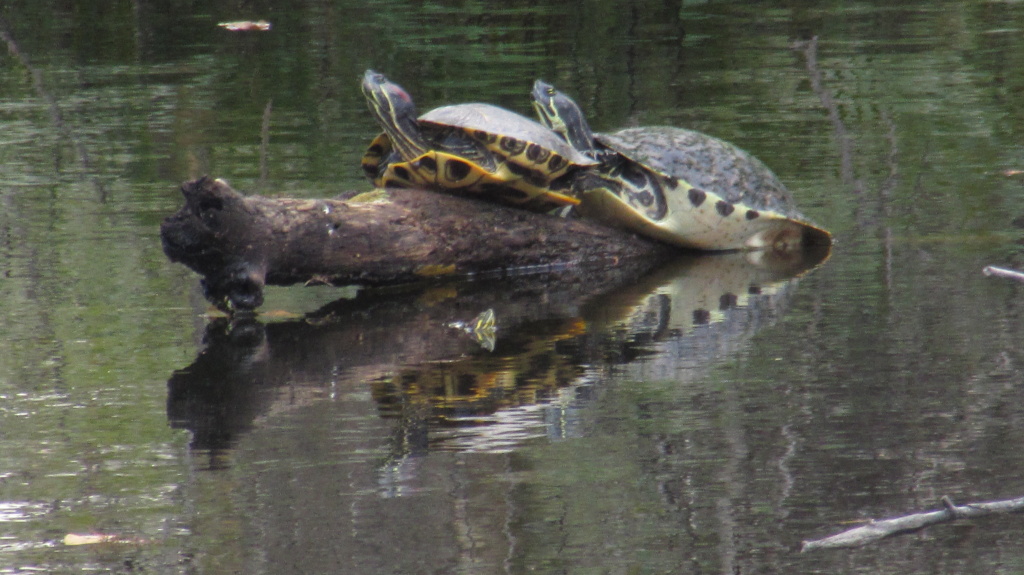 Turtles having a great day, sunning on a log in the middle of the waterway.