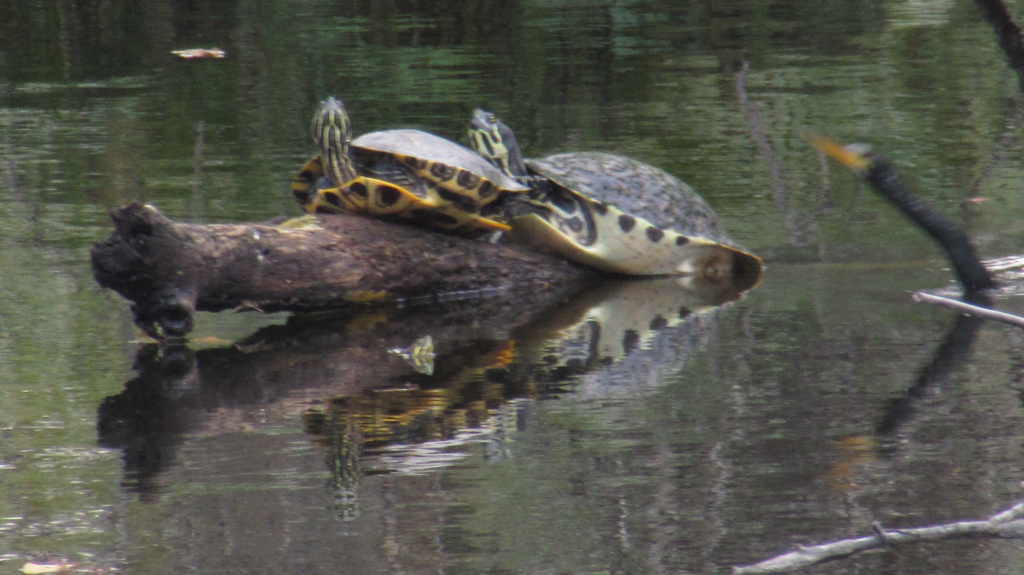 Look to the right. You'll see the reason the snakebird is called that as he approaches the turtles.