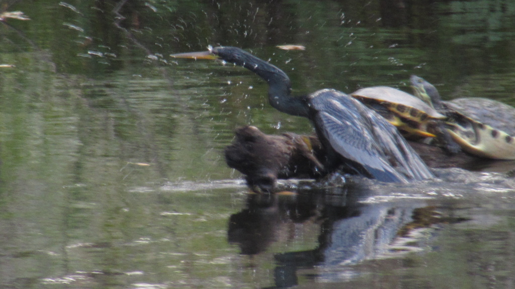 Snakebird launches himself out of the water. See the turtle up front being displaced.