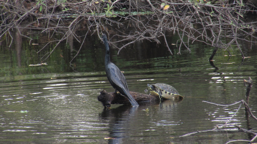 The anhinga settles in. The turtle seems unsettled, extending its forelegs.