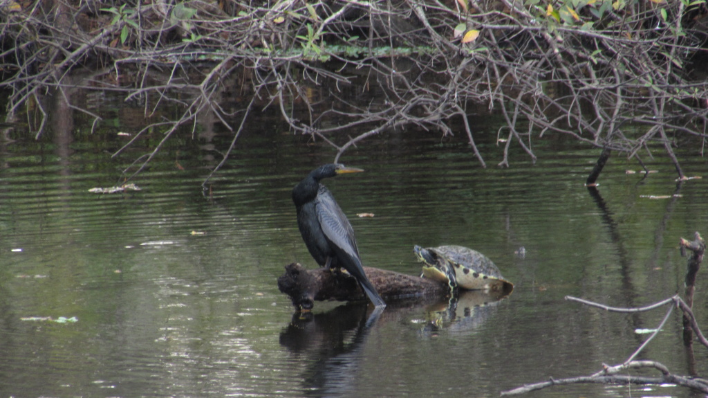 He looks bag as if surprised that even one turtle remains there.
