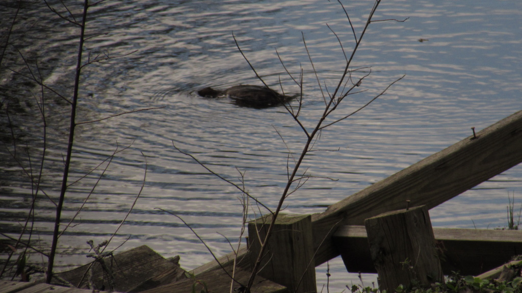 Grebe gives up and heads underwater again.