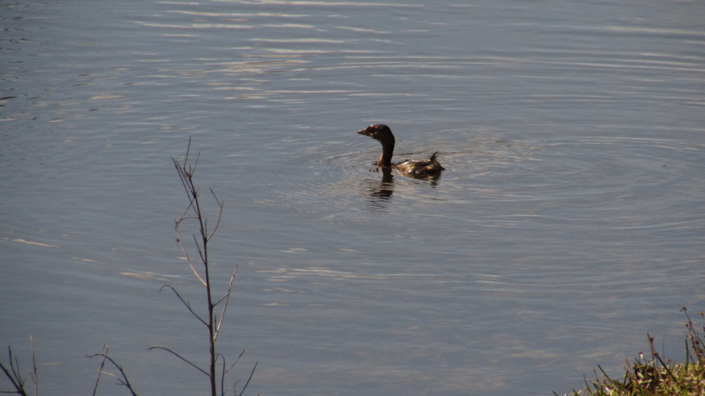 Return of the pied-billed grebe.
