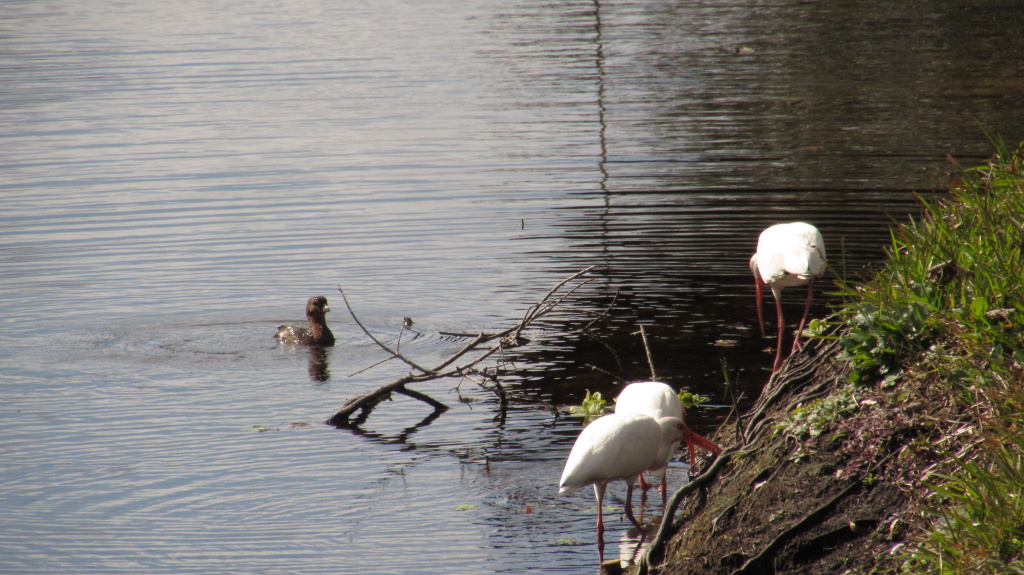 Grebe tries to lure the ibises in. They're having none of it.