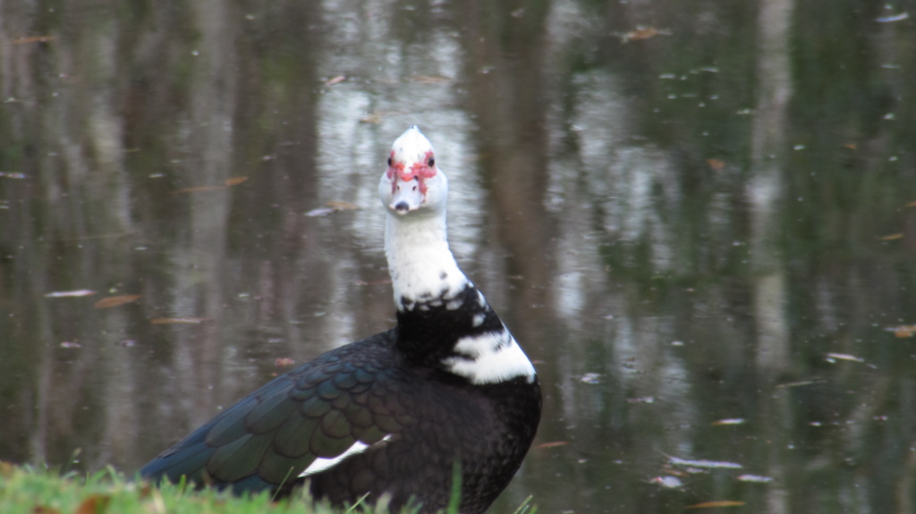 Muscovy hen looks in my direction? Where do the eyes point when a bird's head turns forward.?