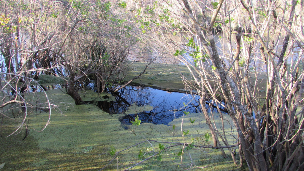 The swamp at Lettuce Lake Park, with a fine carpet of moss.