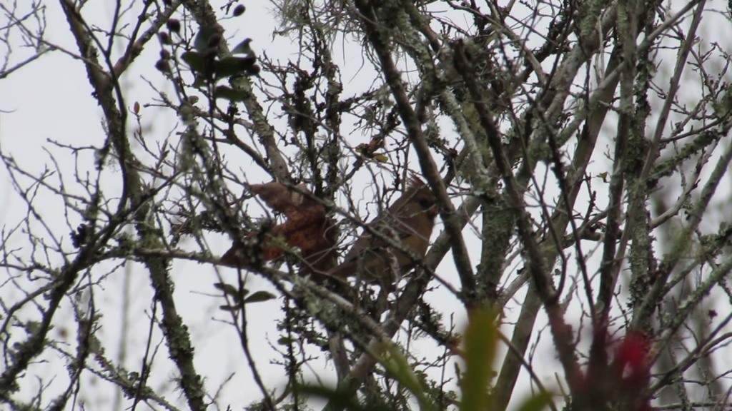 Female cardinal resting in a crepe myrtle tree.
