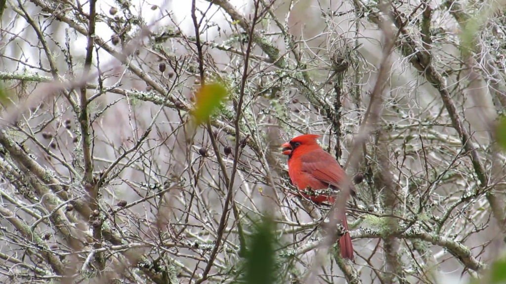 Brightly colored male cardinal