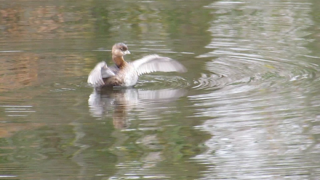 Grebe enbiggening himself. Or trying to, at any rate.