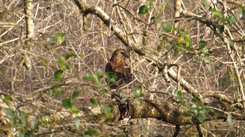 I move, he moves his head. But just his head. Very confident creature.