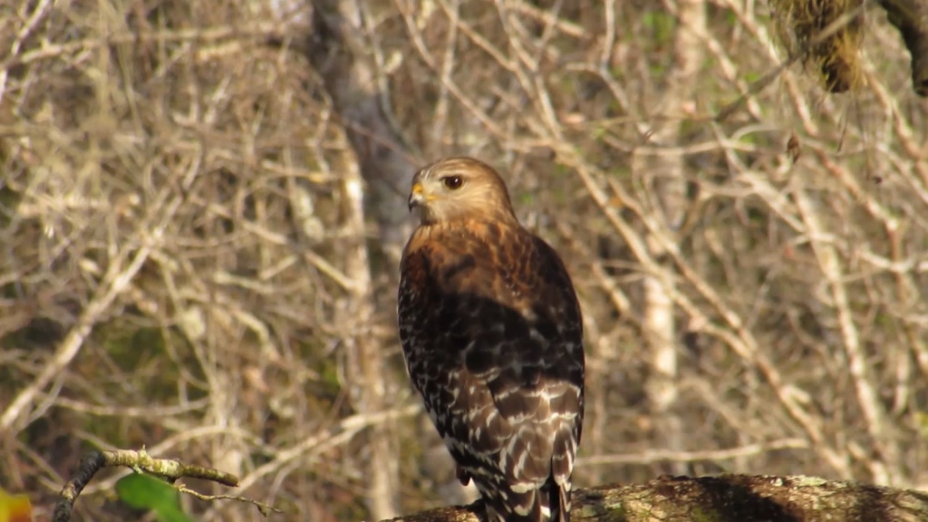 Hawk keeps his eye on me, but his back turned. Not too concerned.