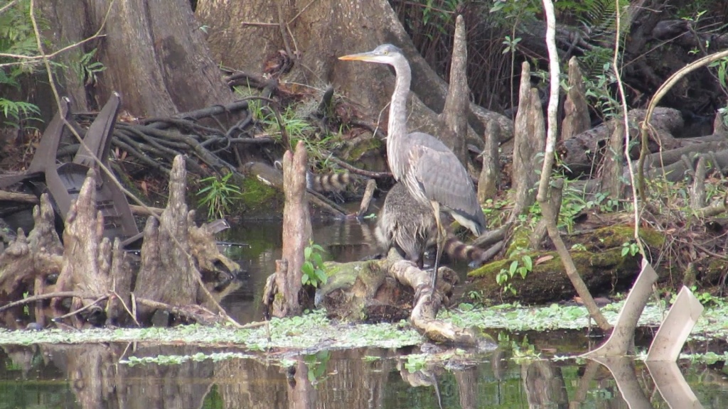 Great blue heron with the hints of not quite clearly seen raccoons.