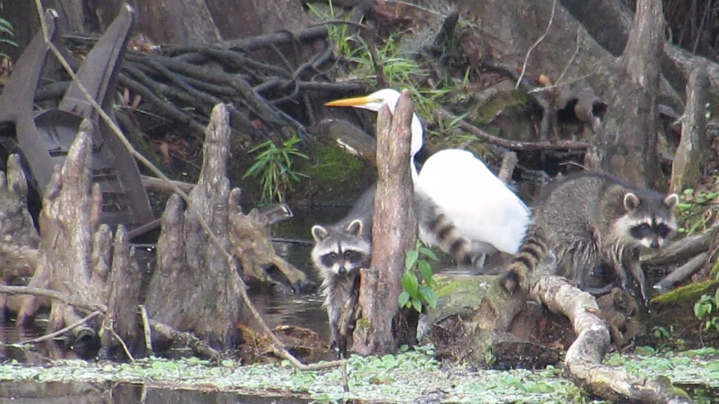 Raccoon caught in mid stride in front of great white.