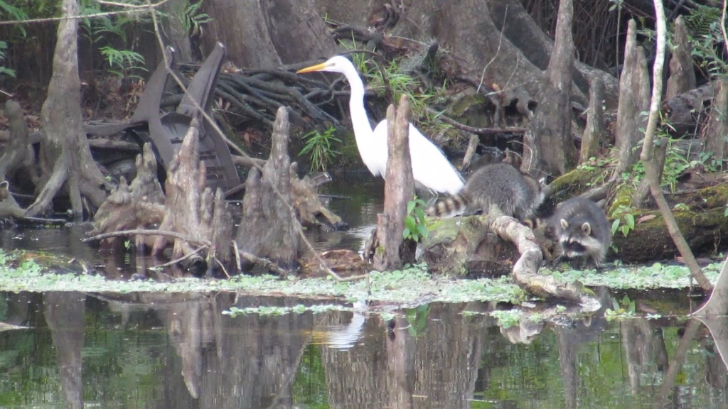 Great white heron with the maybe three or four raccoons. But look at the comparative size of the two herons. The great white might be a bit smaller.
