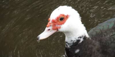 Muscovy Duck